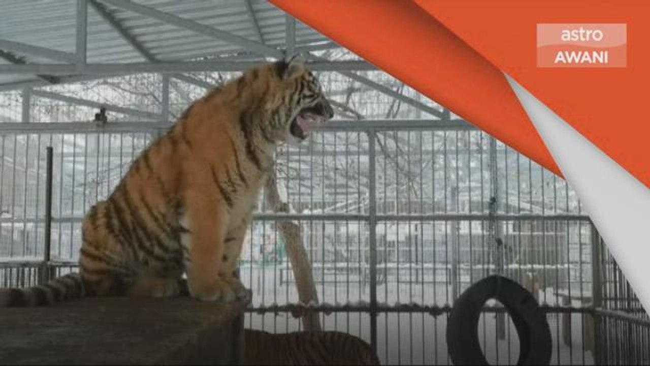 Bakat Luar Biasa | Harimau menyanyi jadi tarikan orang ramai di zoo