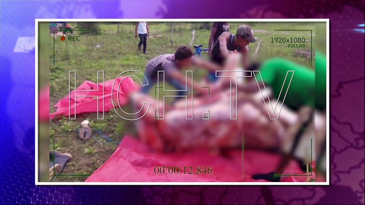 ¡Ver para creer! por cable de alto voltaje mueren varias vacas y se lesiona su capataz en #Choluteca
