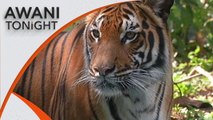 Time is running out for Malayan tigers