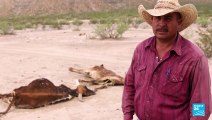 Estado de emergencia en México por sequía que afecta actividades de agricultura y ganadería