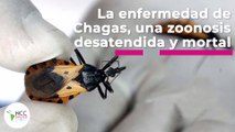 La enfermedad de Chagas, una zoonosis desatendida y mortal | 106 | 15 al 21 de agosto 2022