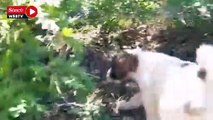Ormanlık alana terk edilmiş 21 köpek yavrusu bulundu