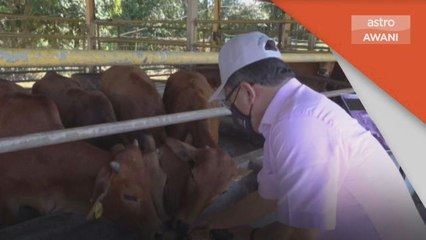 Industri Ternakan | Fokus sector ruminan, jamin bekal makanan