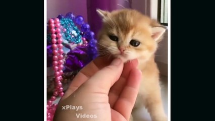 So many cute kittens videos compilation 2022