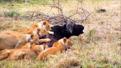 TOP 8 Batallas Épicas Animales _ León Vs Búfalo