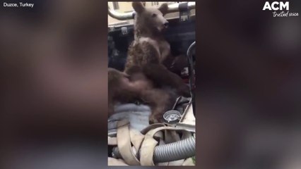 Bear found hallucinating on 'mad honey' in Turkey | August 12, 2022 | ACM