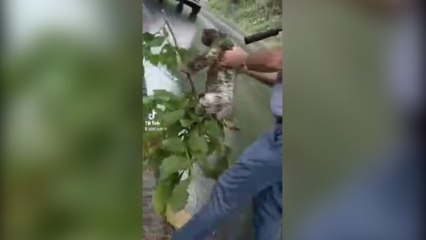 7est-Agentes de OIJ de San Carlos rescatan oso perezoso que estaba sobre la calle-110822