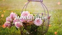 mawar putih cover lirik