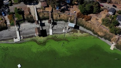 Скачать видео: Climate change, development fueling toxic algae