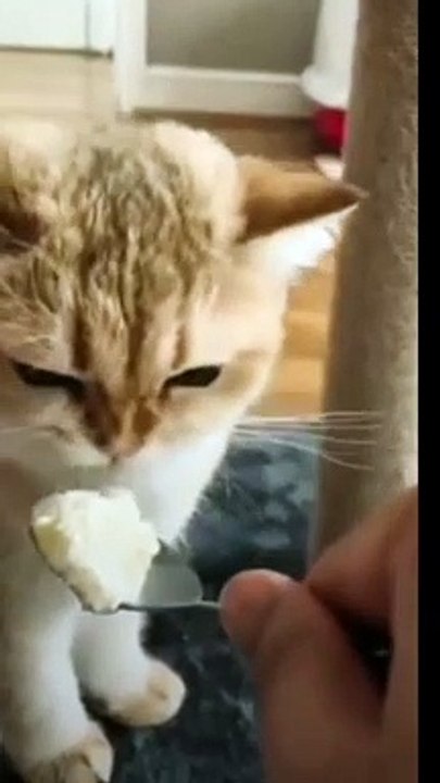 Cute Dancing Cats  And Funny Cat's