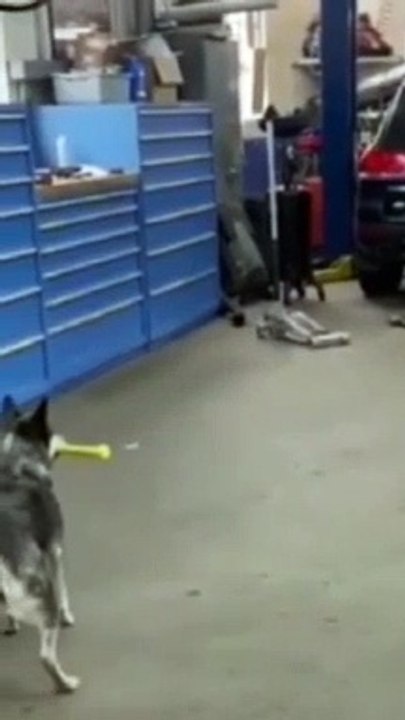Cricketer Funny  Dog