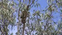 Koala sightings near NSW Blue Mountains could mean recovery after bushfires