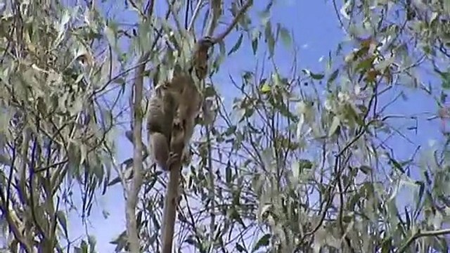Koala sightings near NSW Blue Mountains could mean recovery after bushfires