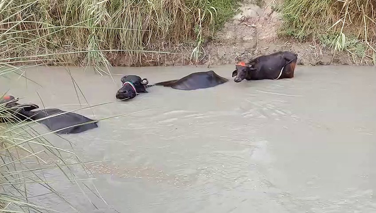 Bhafeloss Bhensein(1080P_HD)