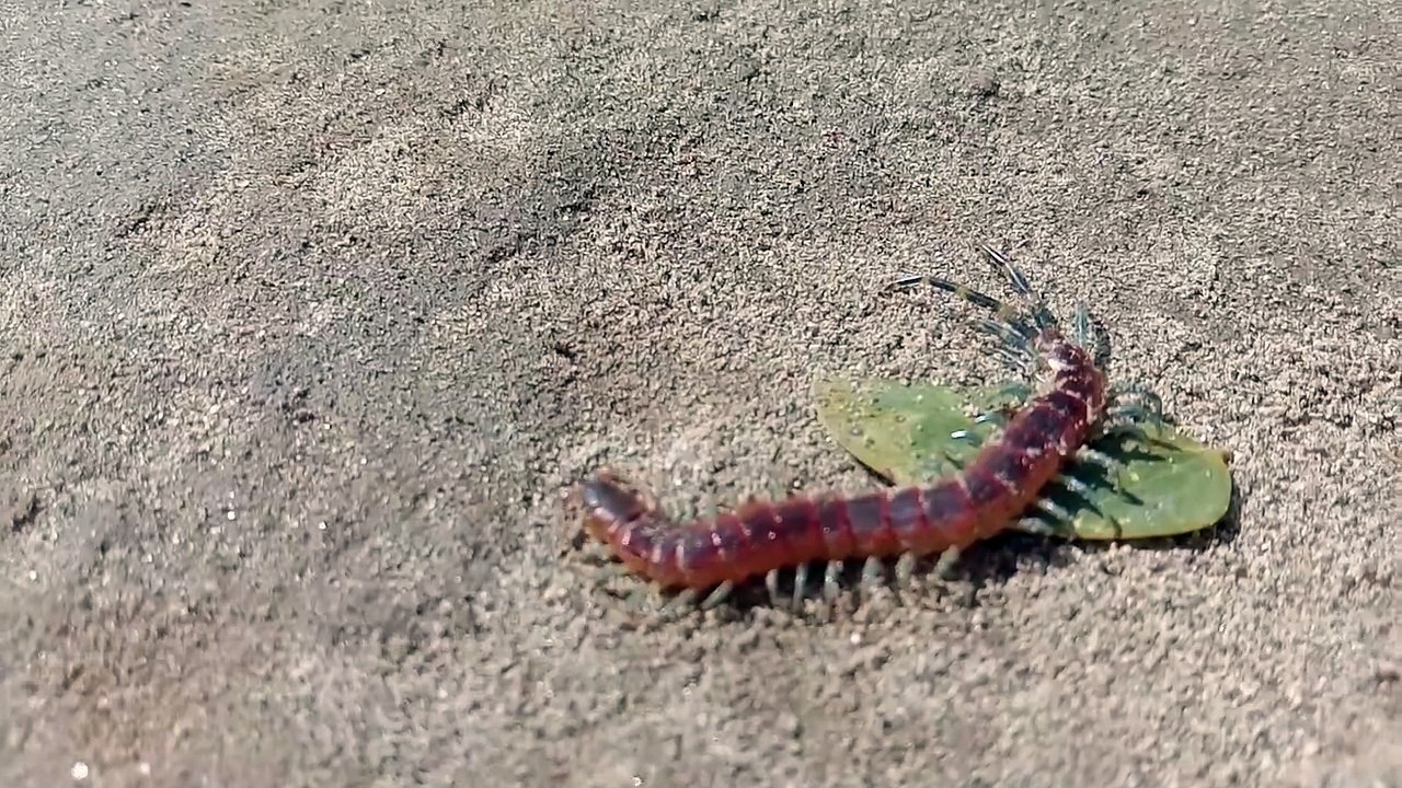 snack attack(1080P_HD)