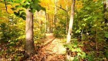 Nature Video - Autumn Forest Walking - Free Stock Footage