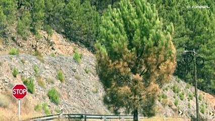Il fronte del fuoco in Europa: ancora incendi e siccità