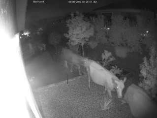 Loose livestock in Buckeye causes crashes, property damage