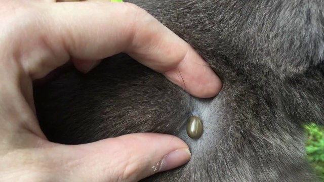 Fat Tick removed from Fat Cat.