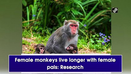 Female monkeys live longer with female pals: Research