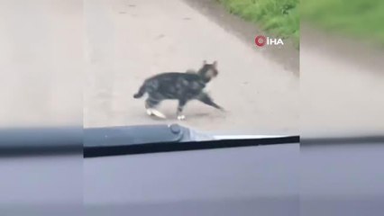 İşler tersine döndü... Bu kez fare kediyle oynadı