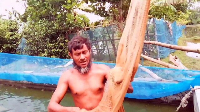 From the house ｜Catching climbing perch fish and catfish by hand