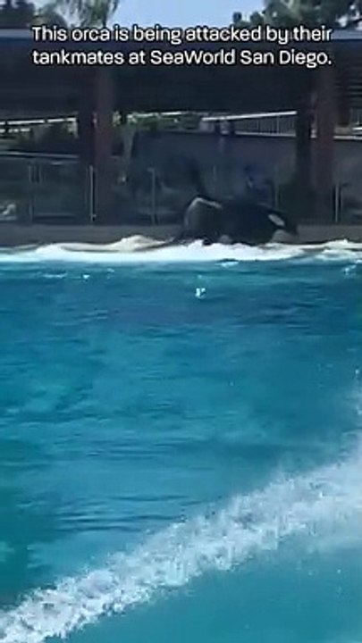 orcas