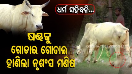 A bull with fractured leg begs for mercy - OTV special story