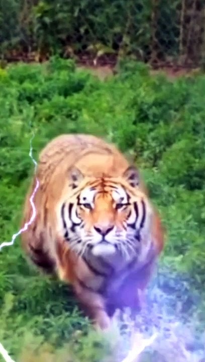 Beautiful  Tiger