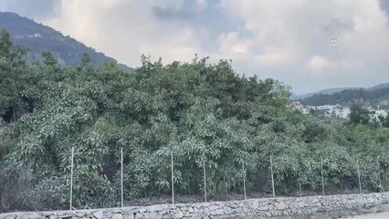 Tokat haber | İhracatçılar avokado ve yaban mersini için yeni pazar arayışında