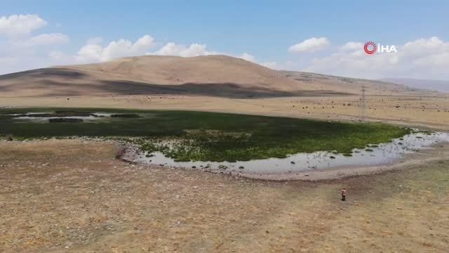 20 farklı göçmen kuş türüne ev sahipliği yapan Nenehatun gölü kurudu