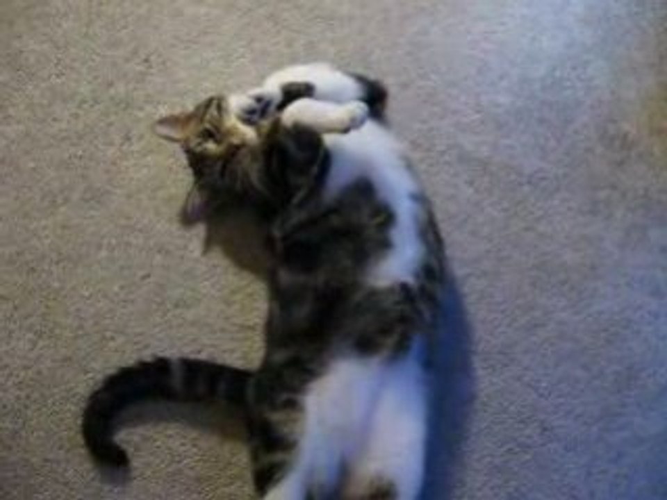 Georgie the Rolly Polly Cat