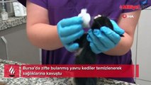Bursa’da zifte bulanmış kediler temizlenerek sağlıklarına kavuştu