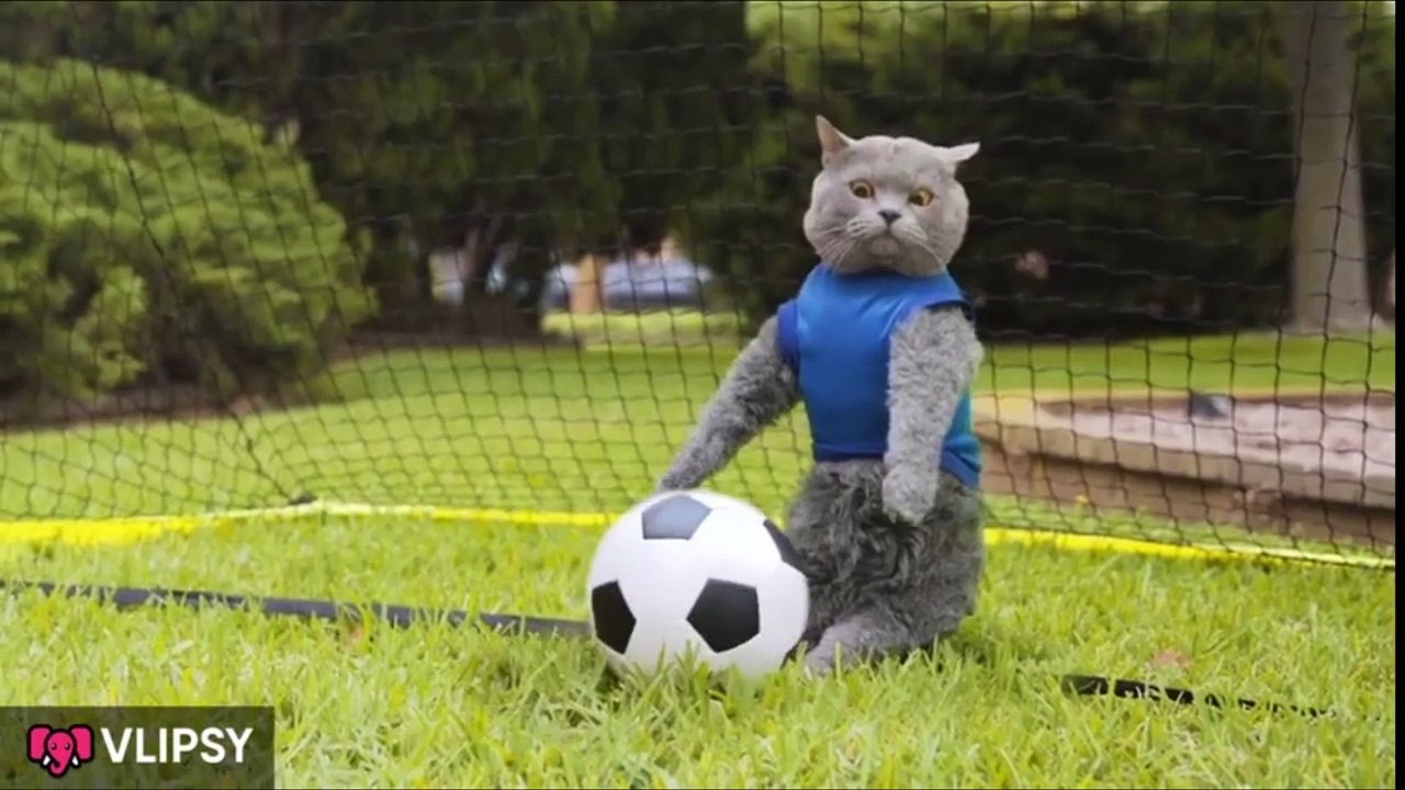 Cute funny cat compilation. A must watch video video Dailymotion