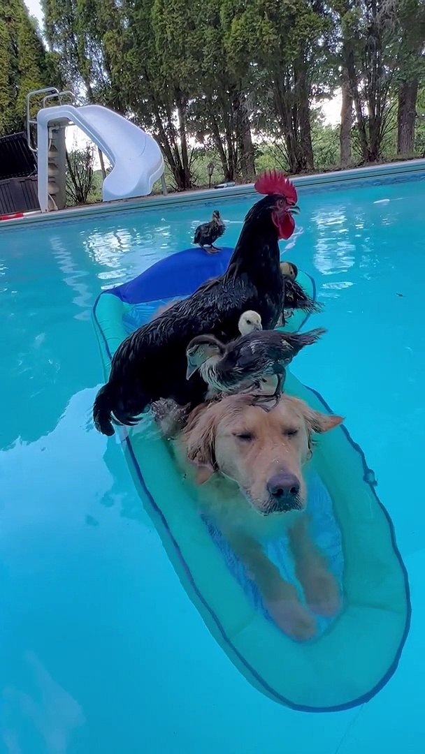 Golden Retriever Floats with Friends