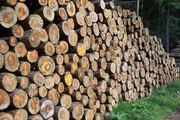 قطع 14 مليون شجرة من أجل المحافظة على البيئة