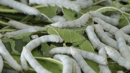 Silkworm breeding reaps profits for farmers in southwest China
