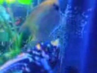 reproduction scalare suite 1