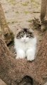 cute lover funny cat #tiktok #viral #cats #pet #youtubeshorts #shorts #cute #cat10