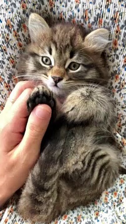 cute lover funny cat #tiktok #viral #cats #pet #youtubeshorts #shorts #cute #cat18