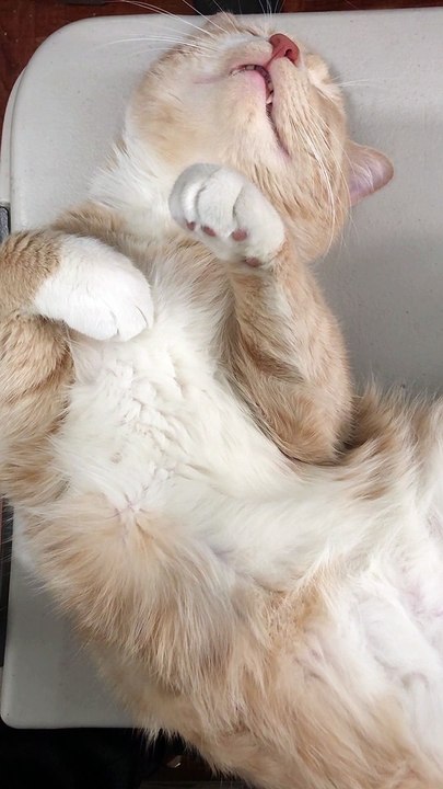 cute lover funny cat #tiktok #viral #cats #pet #youtubeshorts #shorts #cute #cat17