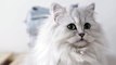 cute lover funny cat #tiktok #viral #cats #pet #youtubeshorts #shorts #cute #cat14