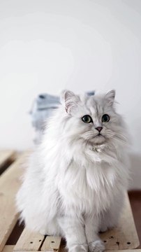 cute lover funny cat #tiktok #viral #cats #pet #youtubeshorts #shorts #cute #cat14