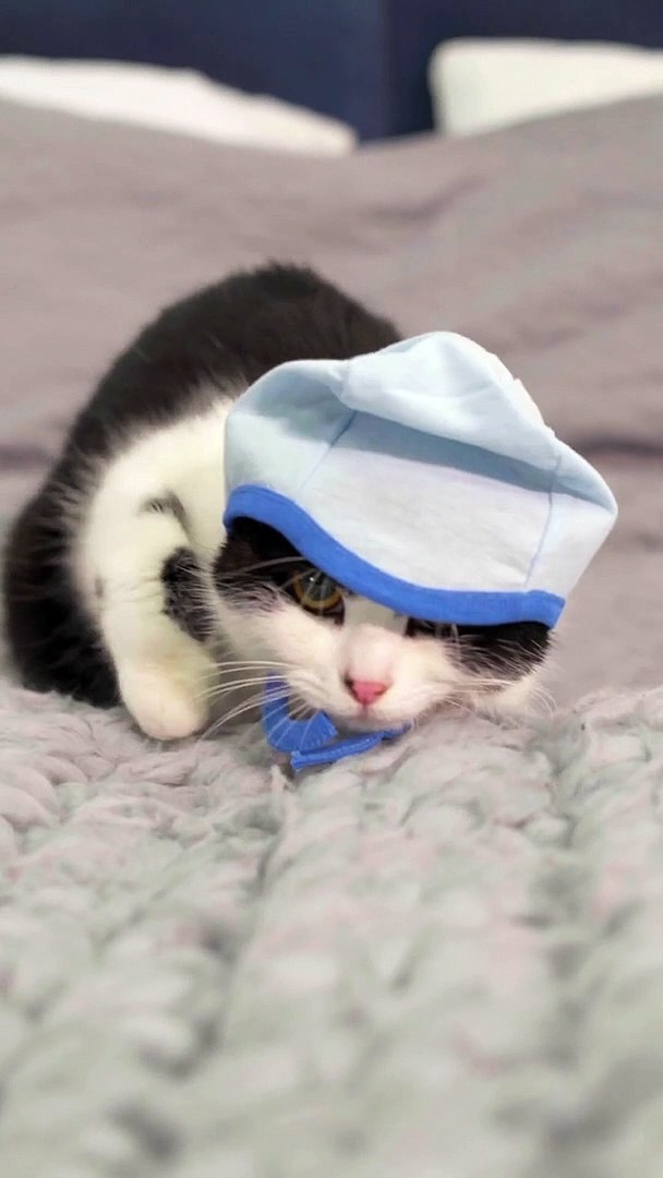 cute lover funny cat #tiktok #viral #cats #pet #youtubeshorts #shorts #cute  #cat13 - video Dailymotion
