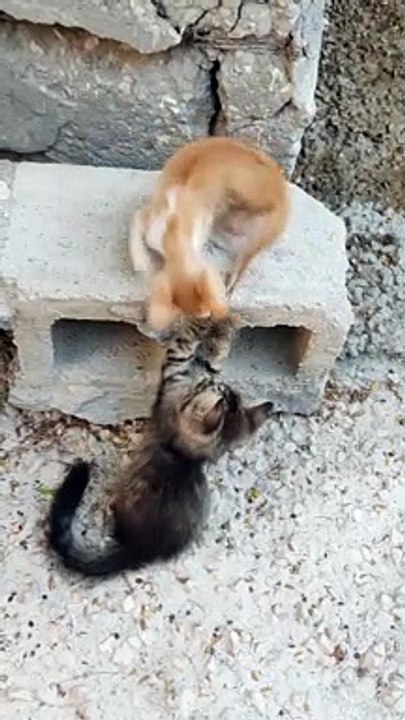 cute lover funny cat #tiktok #viral #cats #pet #youtubeshorts #shorts #cute #cat12