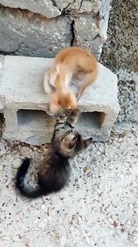cute lover funny cat #tiktok #viral #cats #pet #youtubeshorts #shorts #cute #cat12