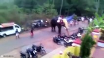 Angry Elephants Attack Animals And Wildly And Savagely Taking Over