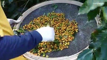 Der Kaffeemarkt erfindet sich neu mit Spezialitätenkaffee