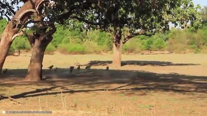 12 Merciless And Cruel Moments Of African Wild Dogs Hunting