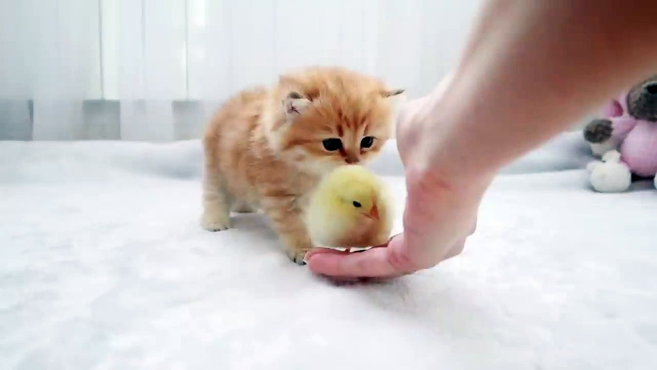 Fluffy orange meets with the yolk